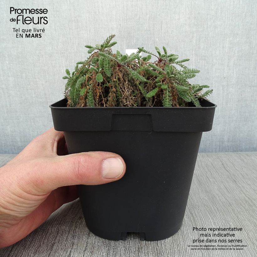Spécimen de Achillée - Achillea crithmifolia Pot de 2L/3L tel que livré en hiver