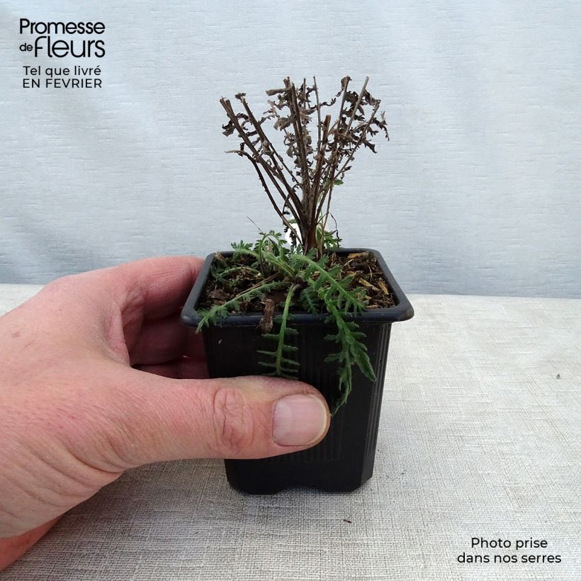 Spécimen de Achillée - Achillea filipendulina Parker's Variety Godet de 8/9 cm tel que livré en hiver