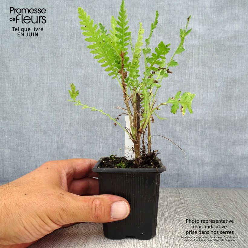 Spécimen de Achillée - Achillea filipendulina Parker's Variety Godet de 8/9 cm tel que livré en été