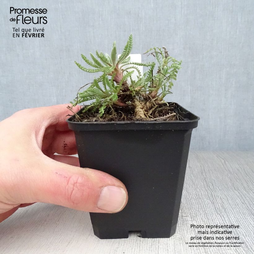 Spécimen de Achillée Coronation Gold Godet de 8/9 cm tel que livré en hiver