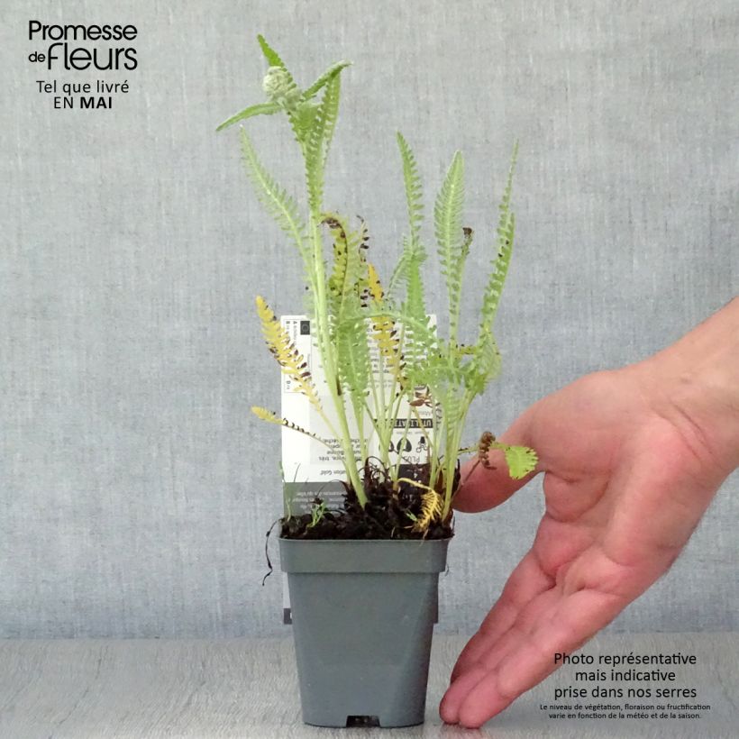 Achillea Coronation Gold Vasetto da 8/9 cm esemplare consegnato in primavera