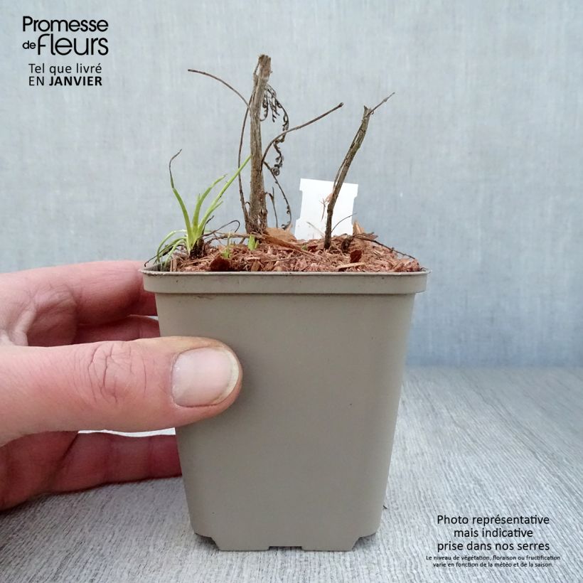 Spécimen de Achillée Credo Godet de 8/9 cm tel que livré en hiver