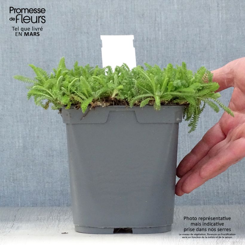 Spécimen de Achillée Desert Eve Red Pot de 2L/3L tel que livré au printemps