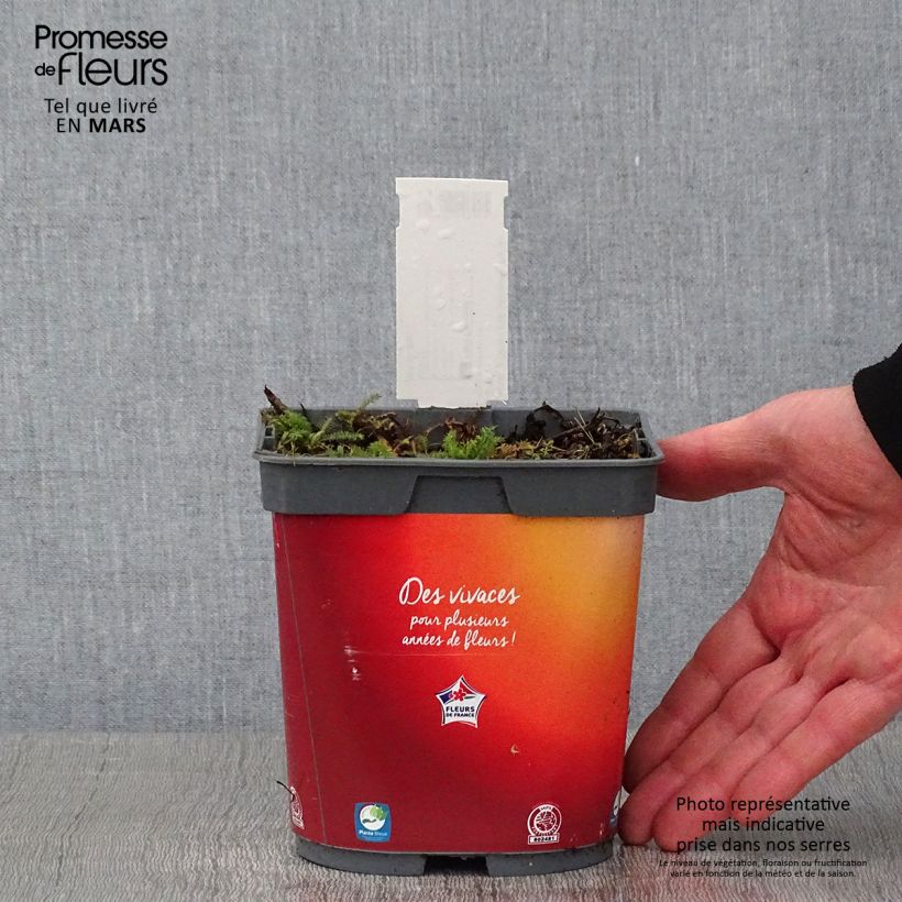 Spécimen de Achillée Desert Eve Terracotta Pot de 2L/3L tel que livré en hiver