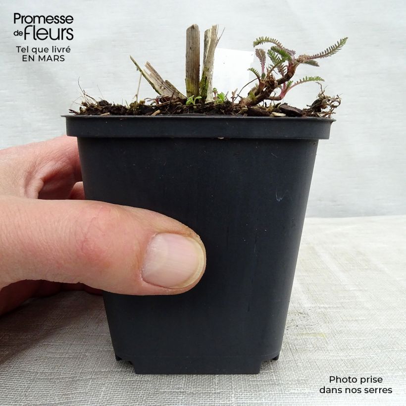 Spécimen de Achillée Hoffnung Godet de 8/9 cm tel que livré au printemps