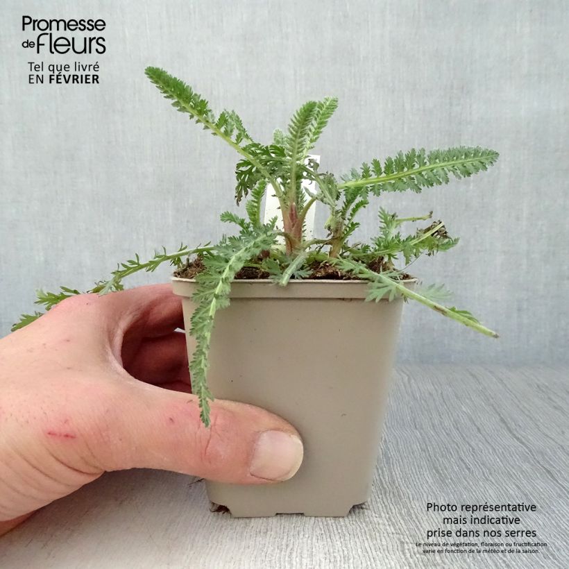 Spécimen de Achillée Moonshine Godet de 8/9 cm tel que livré en hiver