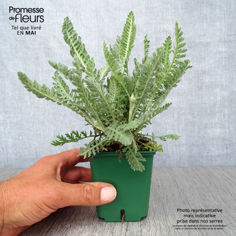 Spécimen de Achillée Moonshine Godet de 8/9 cm tel que livré au printemps