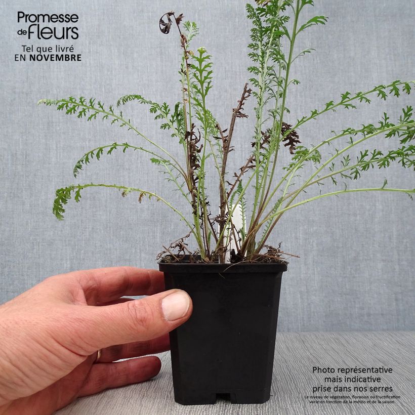 Spécimen de Achillée Walter Funcke - Achillea millefolium Godet de 8/9 cm tel que livré en automne