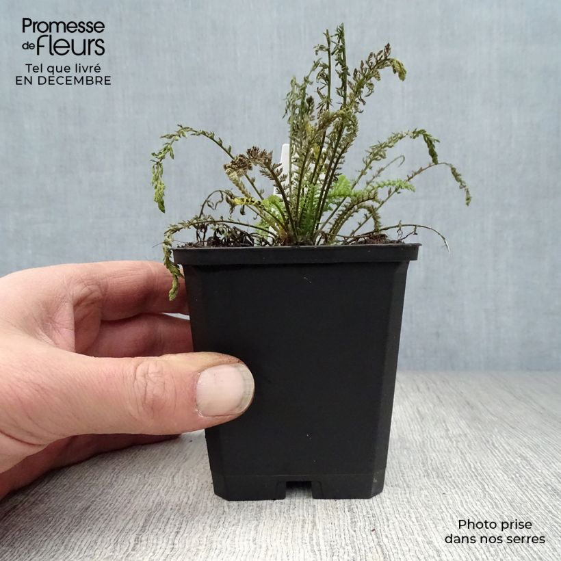 Spécimen de Achillée Walter Funcke - Achillea millefolium Godet de 8/9 cm tel que livré en hiver