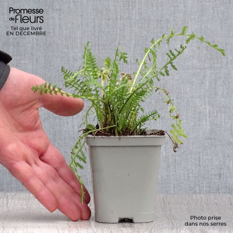 Spécimen de Achillée filipendulina Cloth of Gold Godet de 8/9 cm tel que livré en hiver