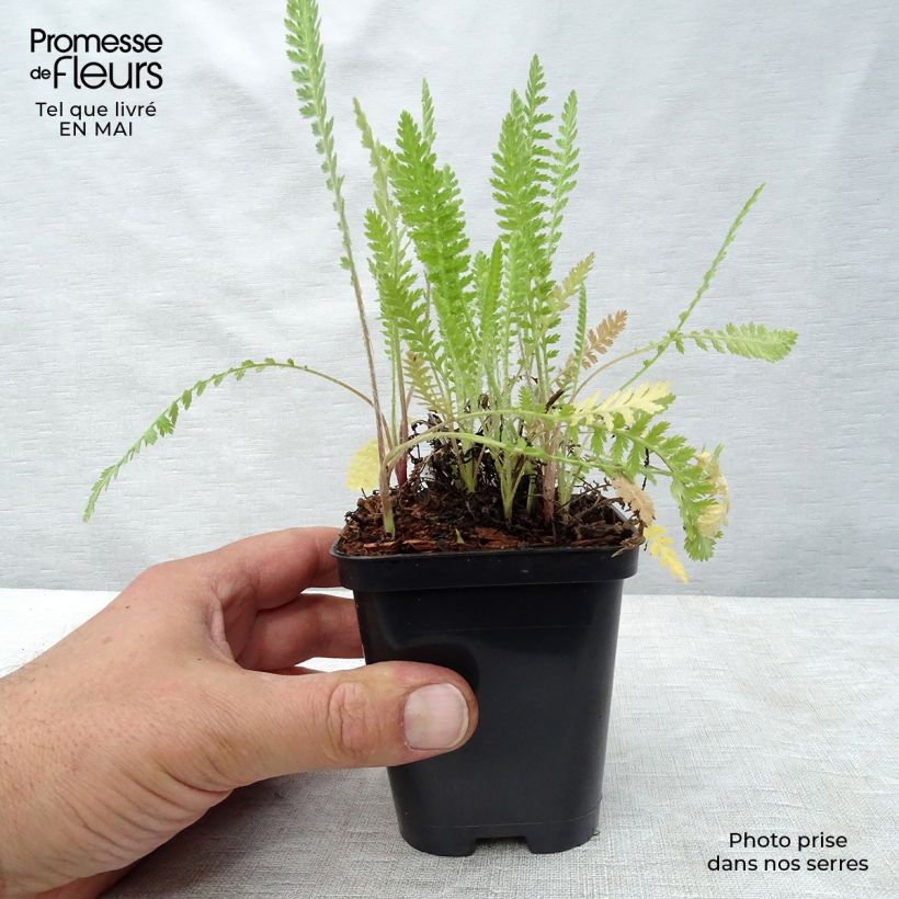 Achillea fillipendulina Cloth of Gold Vasetto da 8/9 cm esemplare consegnato in primavera