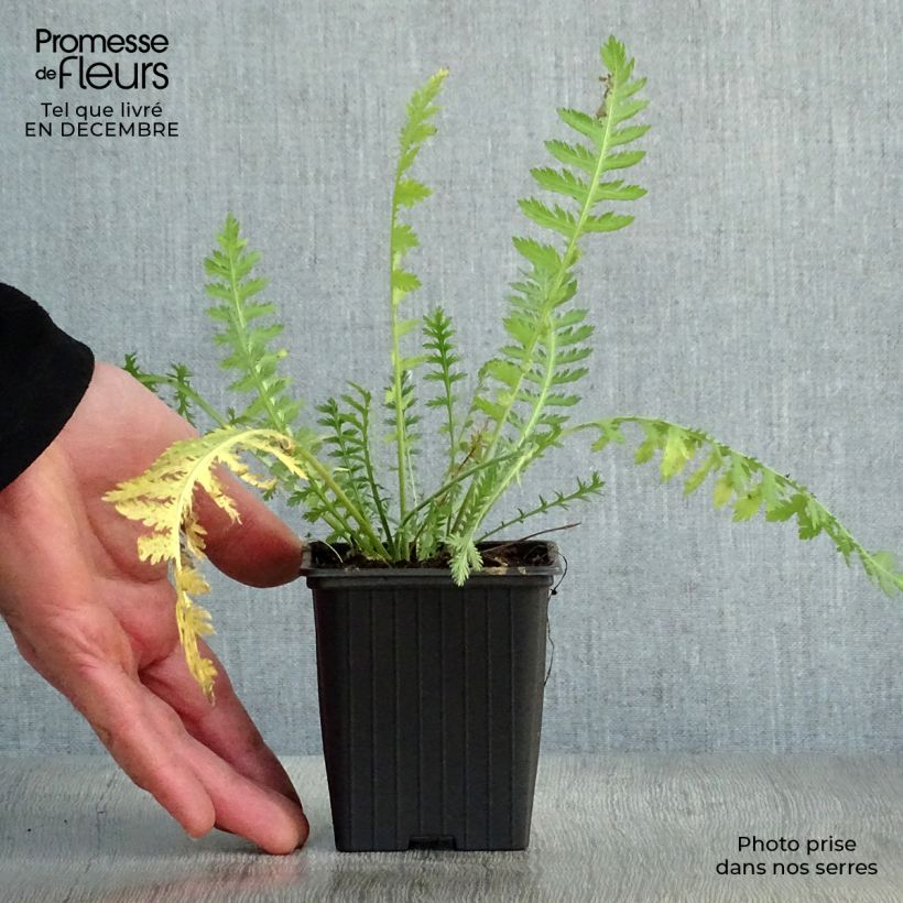 Spécimen de Achillée filipendulina Golden Plate Godet de 7/8 cm tel que livré en hiver