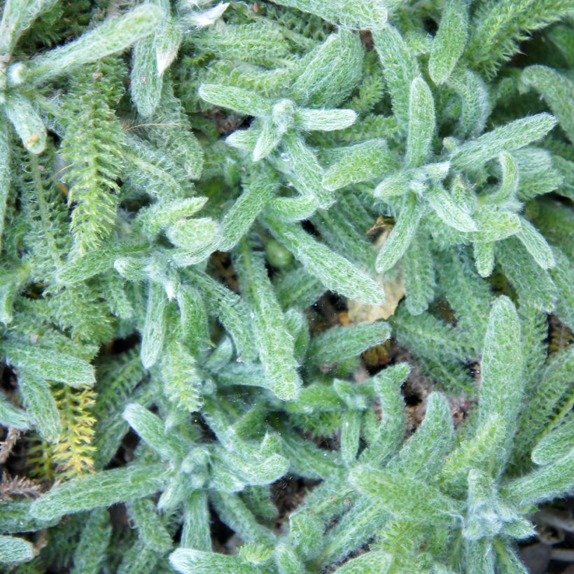 Achillea tomentosa Aurea (Maynard's Gold) - Achillée laineuse (Feuillage)