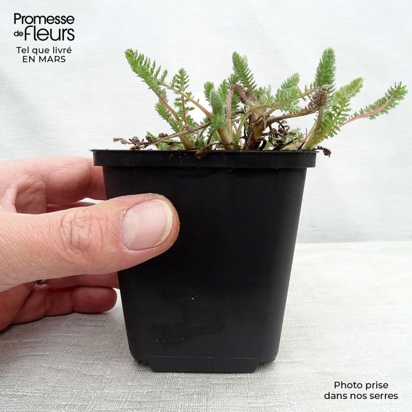 Spécimen de Achillée millefeuille Alabaster Godet de 8/9 cm tel que livré en hiver