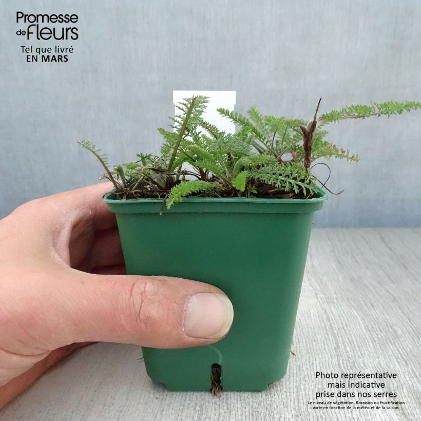 Spécimen de Achillée millefeuille Cassis - Achillea millefolium Godet de 8/9 cm tel que livré au printemps