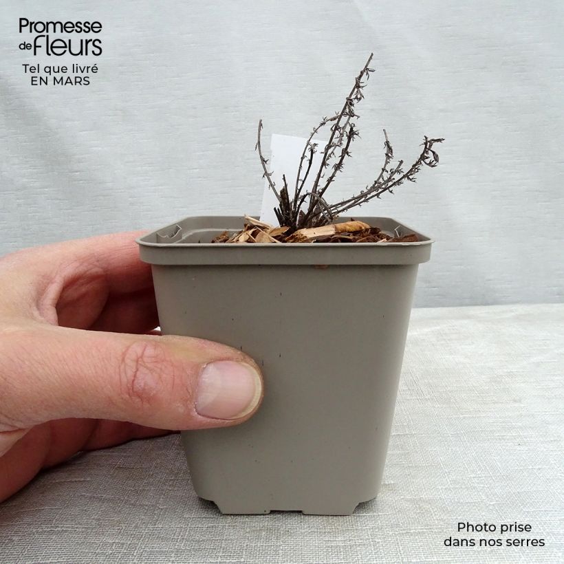 Spécimen de Achillée millefeuille Hannelore Pahl Godet de 8/9 cm tel que livré en hiver