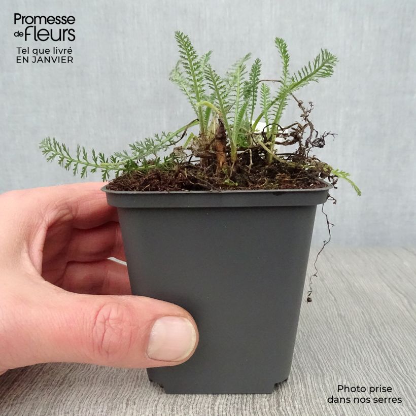 Spécimen de Achillée millefeuille Hymne Godet de 8/9 cm tel que livré en hiver