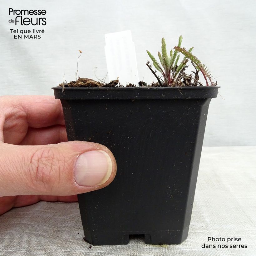 Spécimen de Achillée millefeuille Lachsschönheit Godet de 8/9 cm tel que livré en hiver