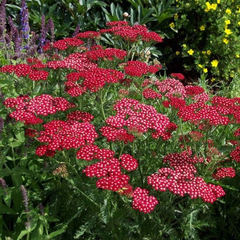 Achillée millefeuille Peggy Sue (Floraison)