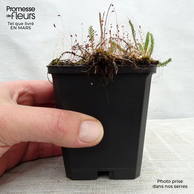 Spécimen de Achillée millefeuille Sammetriese Godet de 8/9 cm tel que livré au printemps