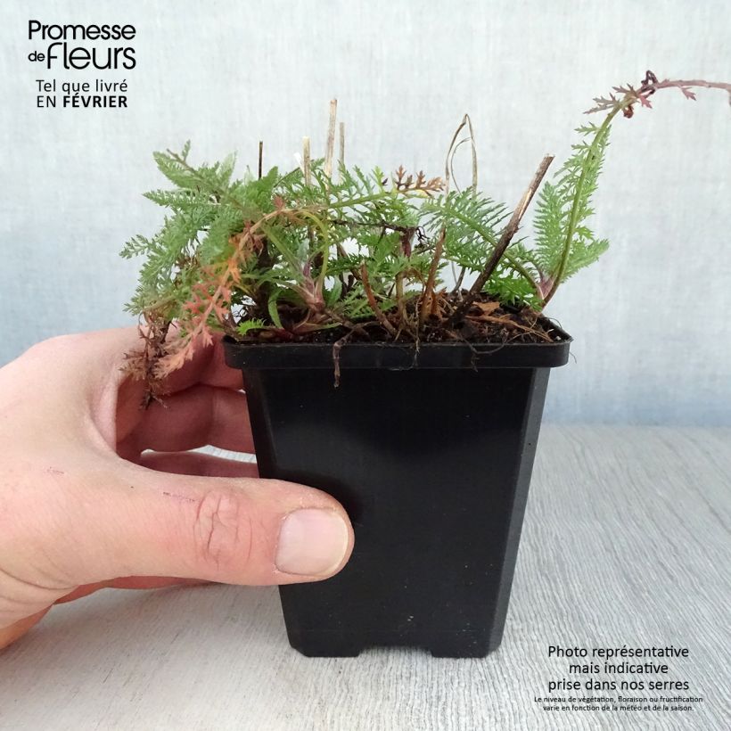 Spécimen de Achillée millefeuille Schneetaler Godet de 8/9 cm tel que livré en hiver