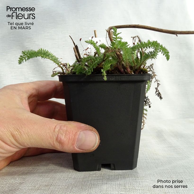 Spécimen de Achillée millefeuille Schneetaler Godet de 8/9 cm tel que livré au printemps