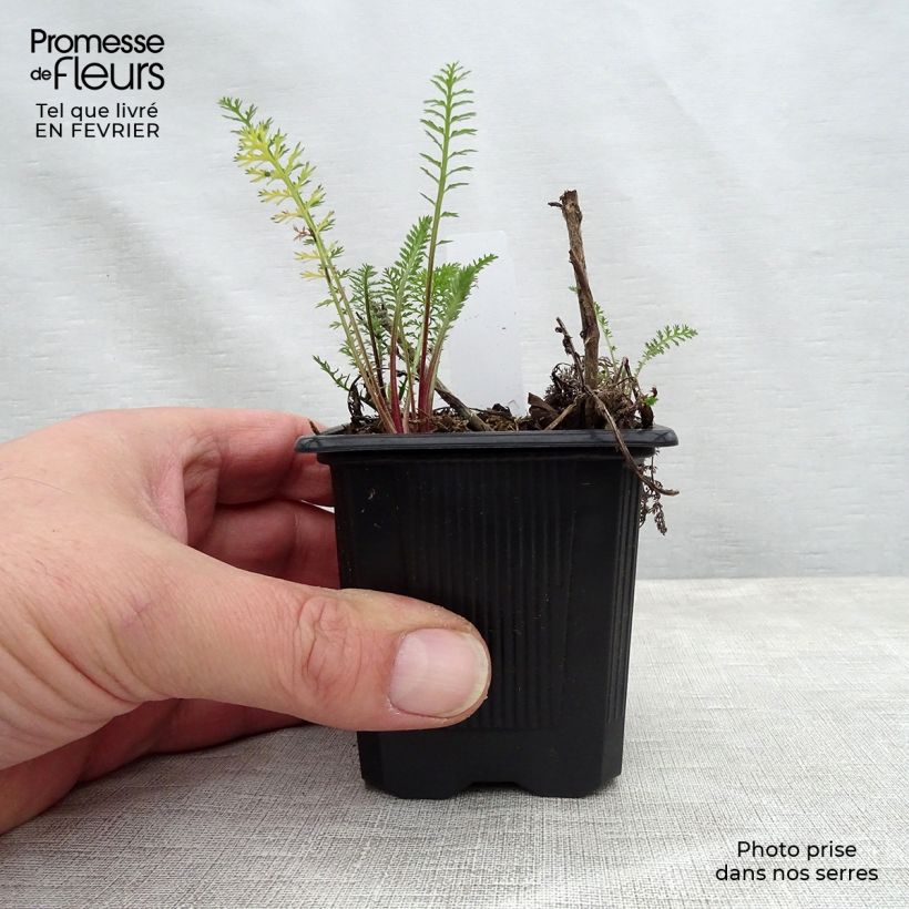 Spécimen de Achillée millefeuille Wesersandstein Godet de 8/9 cm tel que livré en hiver