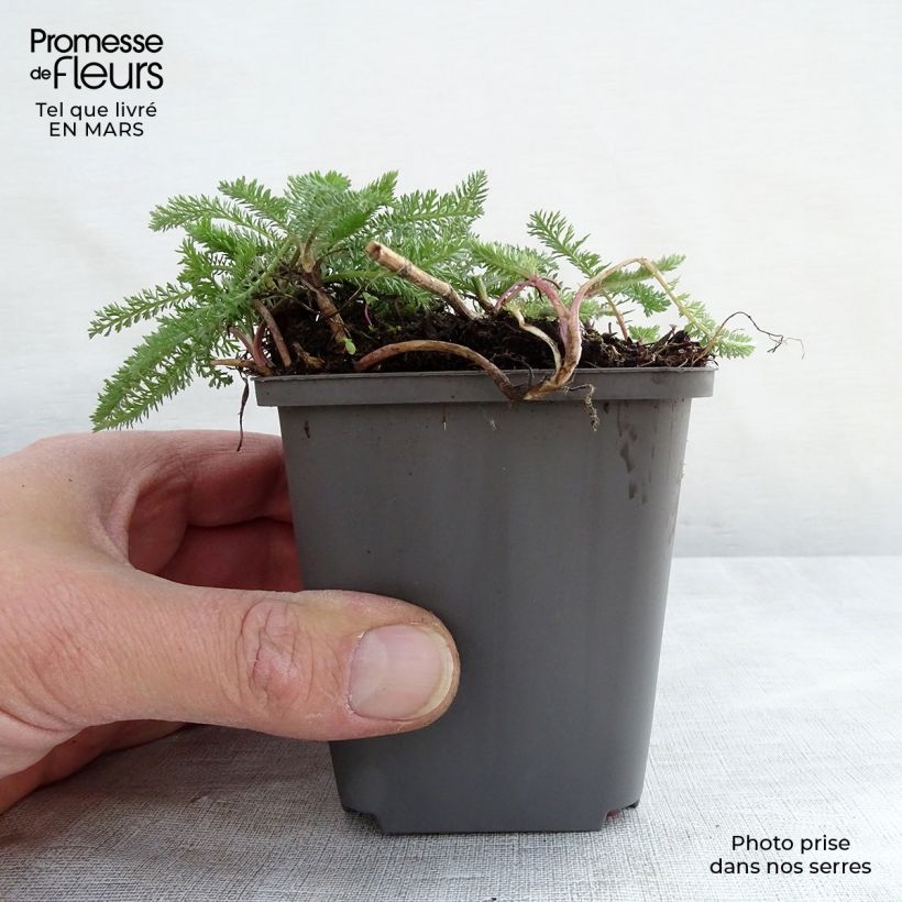 Spécimen de Achillée millefeuille White Beauty Godet de 8/9 cm tel que livré en hiver