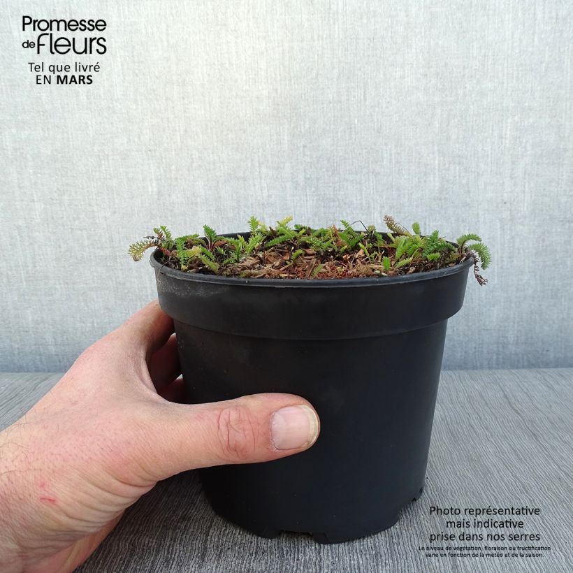 Spécimen de Achillée millefeuille White Beauty Pot de 2L/3L tel que livré en hiver