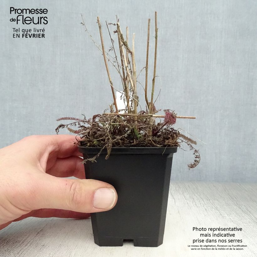 Spécimen de Achillée millefeuilles Apricot Delight (Tutti frutti) - Achillea millefolium Godet de 8/9 cm tel que livré en hiver