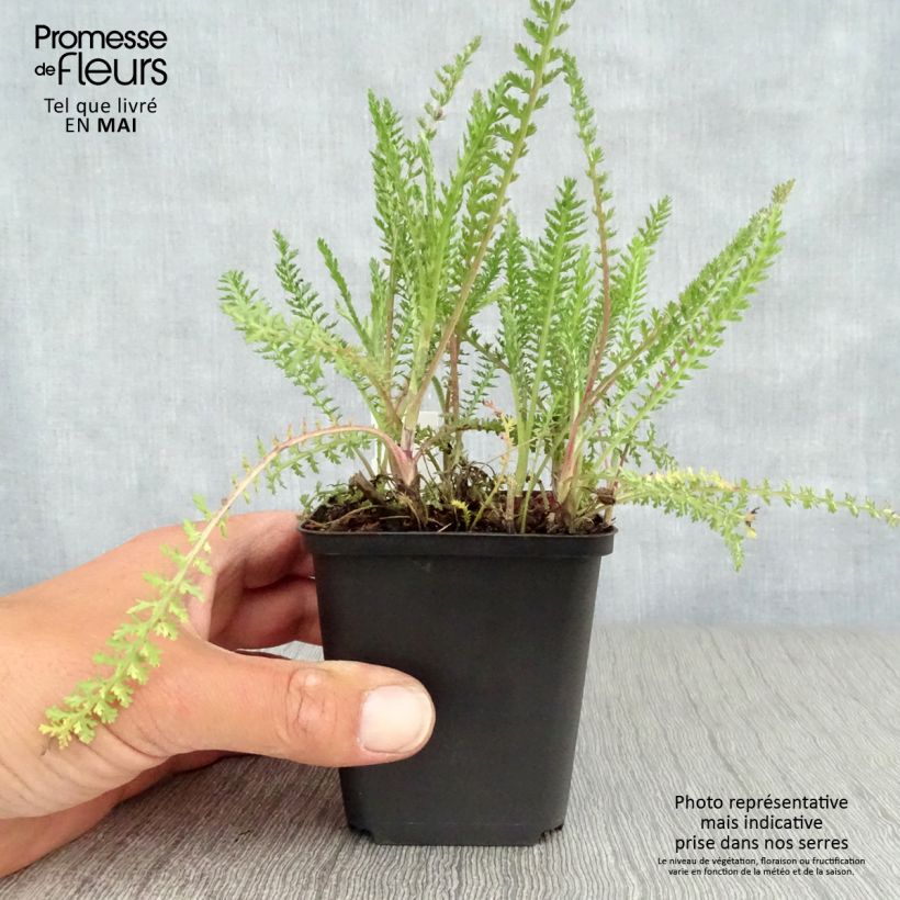 Spécimen de Achillée millefeuilles Apricot Delight (Tutti frutti) - Achillea millefolium Godet de 8/9 cm tel que livré au printemps