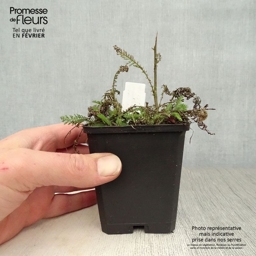 Spécimen de Achillée millefolium Apfelblute (Apple Blossom) Godet de 8/9 cm tel que livré en hiver