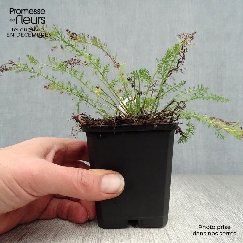 Spécimen de Achillée millefolium Cerise Queen Godet de 8/9 cm tel que livré en hiver