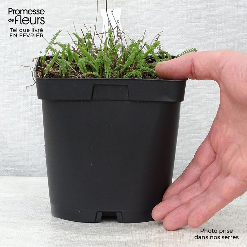 Spécimen de Achillée millefolium Cerise Queen Pot de 2L/3L tel que livré en hiver