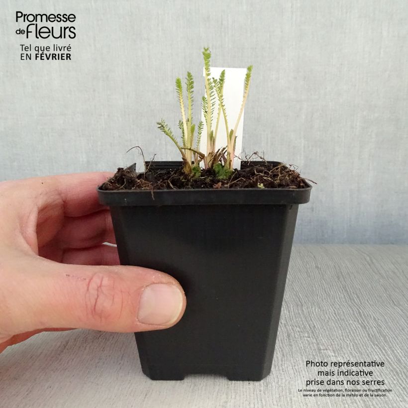 Spécimen de Achillée millefolium Feuerland Godet de 8/9 cm tel que livré en hiver