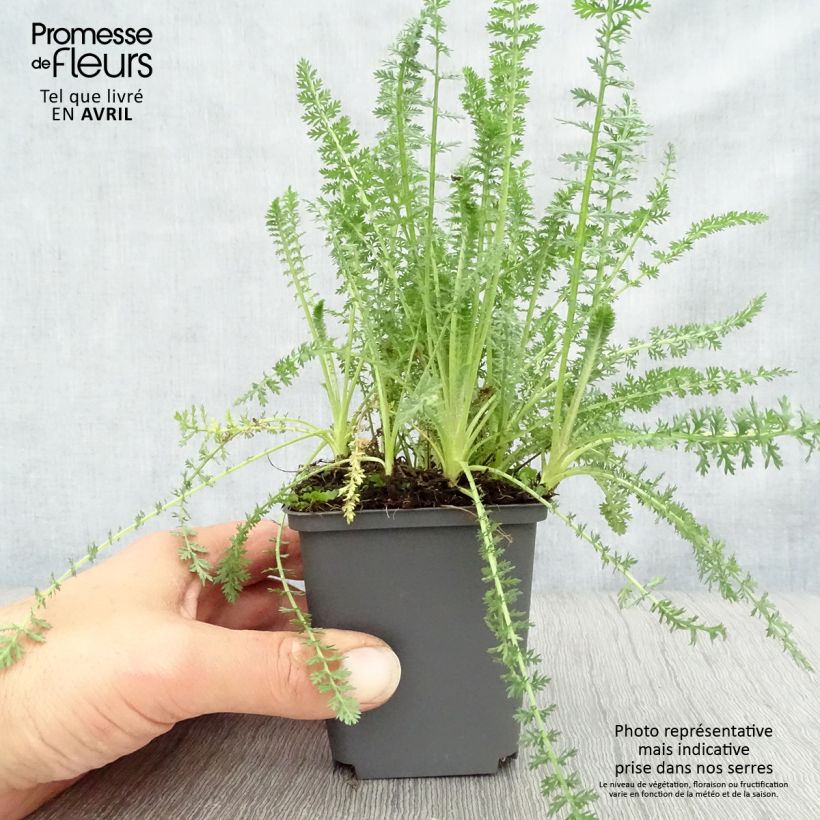 Spécimen de Achillée millefolium Heinrich Vogeler blanche Godet de 8/9 cm tel que livré au printemps