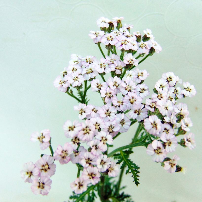 Achillea millefolium Lilac Beauty (Floração)