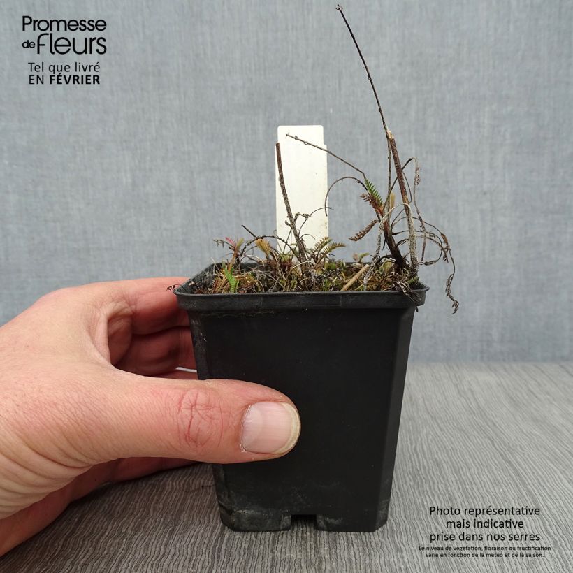 Spécimen de Achillée millefolium Lilac Beauty Godet de 8/9 cm tel que livré en hiver