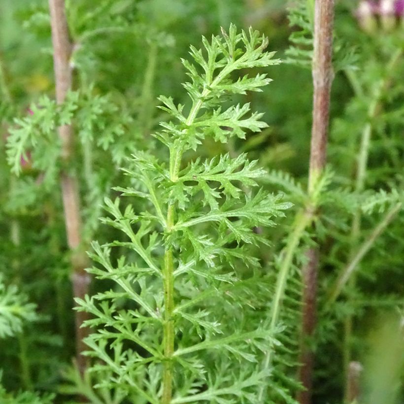 Achillée millefolium New Vintage Violet (Feuillage)