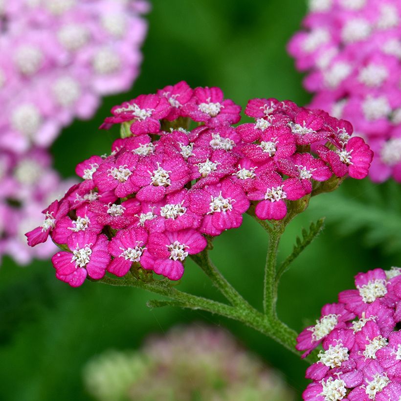 Achillée millefolium New Vintage Violet (Floraison)