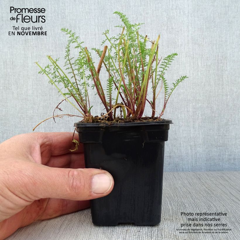 Spécimen de Achillée millefolium Paprika Godet de 7/8 cm tel que livré en automne