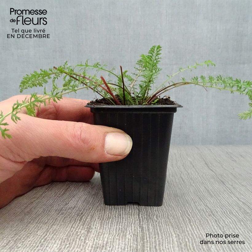 Spécimen de Achillée millefolium Paprika Godet de 7/8 cm tel que livré en hiver