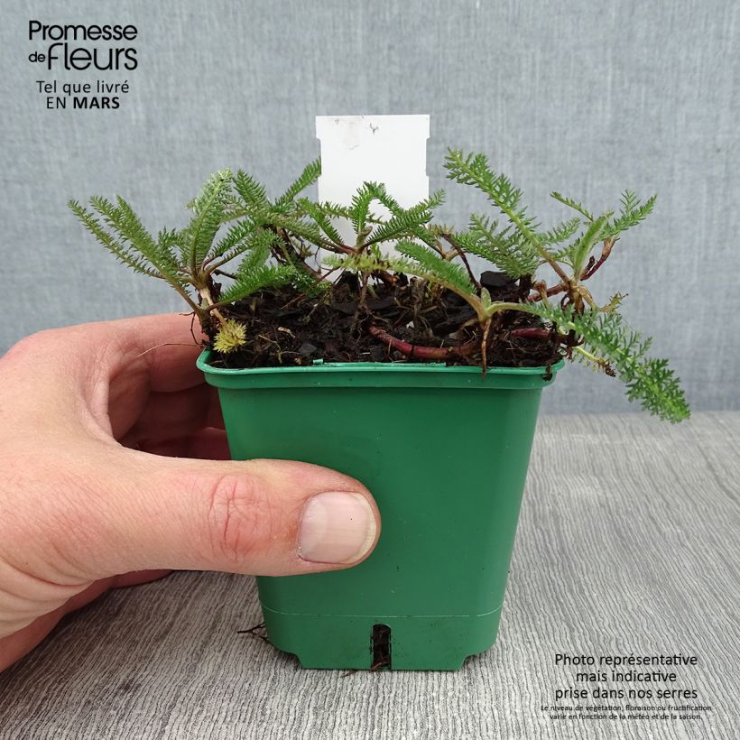 Spécimen de Achillée millefolium Peachy Seduction Godet de 8/9 cm tel que livré en hiver