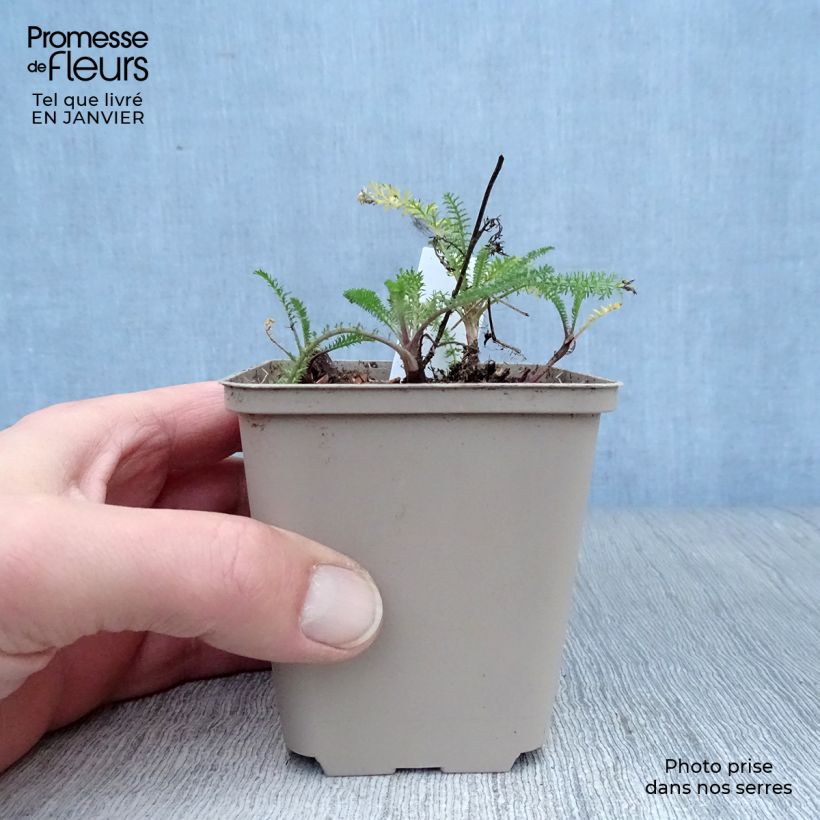 Spécimen de Achillée millefolium Petra Godet de 8/9 cm tel que livré en hiver