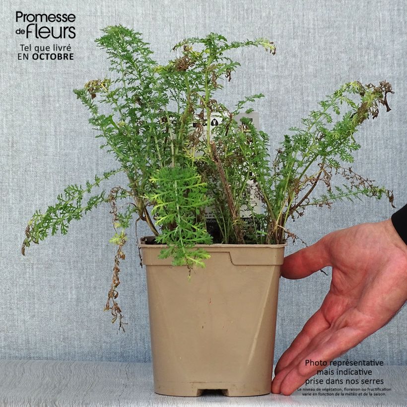 Spécimen de Achillée millefolium Pomegranate Pot de 2L/3L tel que livré en automne