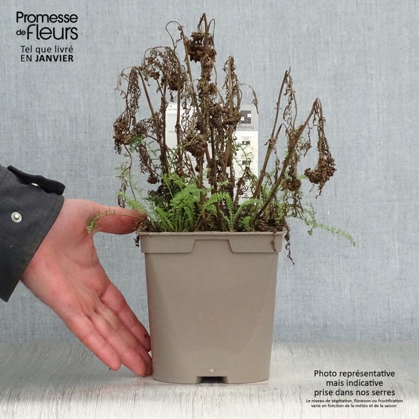 Spécimen de Achillée millefolium Pomegranate Pot de 2L/3L tel que livré en hiver