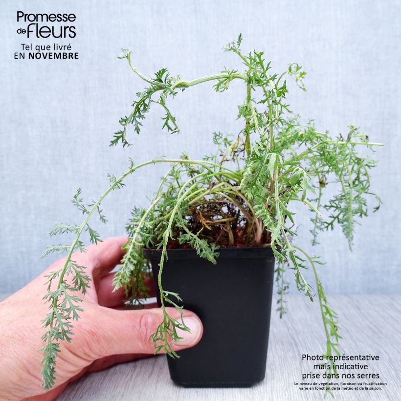 Spécimen de Achillée millefolium Red Velvet Godet de 8/9 cm tel que livré en automne