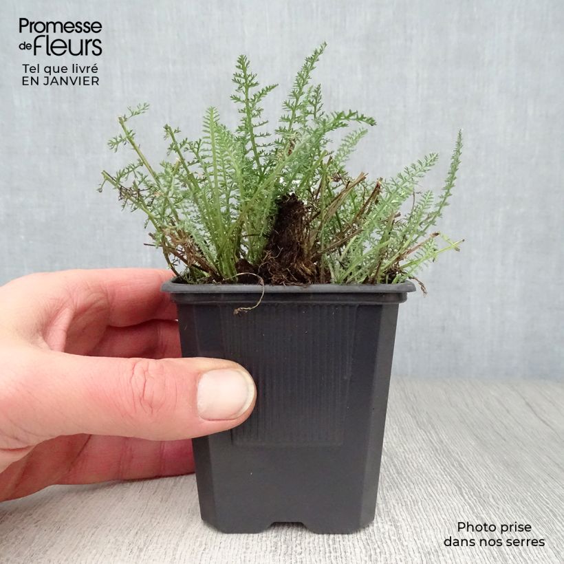 Spécimen de Achillée millefeuille Saucy seduction Godet de 8/9 cm tel que livré en hiver