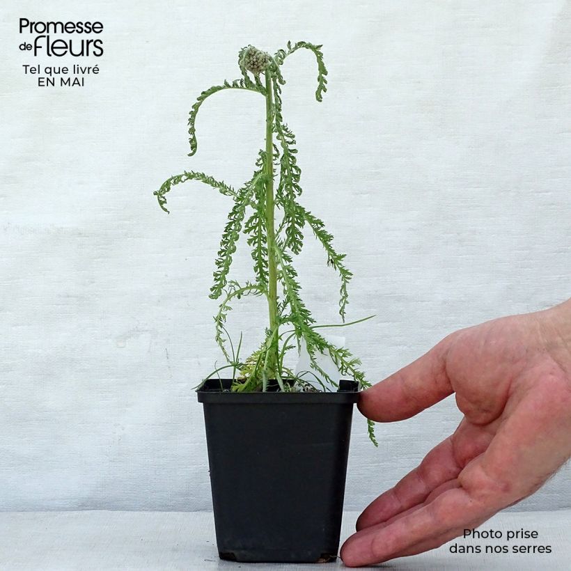 Spécimen de Achillée millefeuille Saucy seduction Godet de 8/9 cm tel que livré au printemps