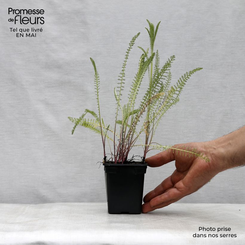 Spécimen de Achillée millefolium Summer Pastels Godet de 7/8 cm tel que livré au printemps